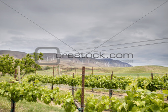 Vineyard with Wind Turbine Farm