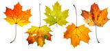 maple leaves - autumn colors