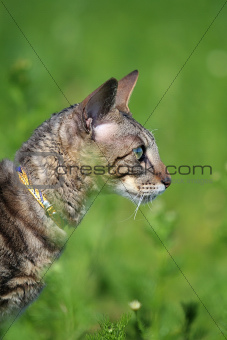 Gray cat in grass