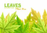  maple leaves