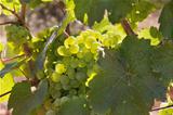 Bunches of Green Grapes on Vineyard