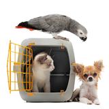 kitten in pet carrier, parrot and chihuahua