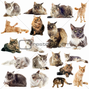 maine coon cats