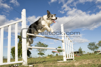 jumping  border collie