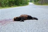 dead ferret on the road