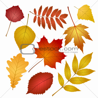 collection beautiful colourful autumn leaves isolated on white background.