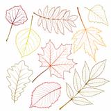collection beautiful autumn leaves isolated on white background.