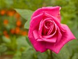 Bright pink rose in flowerbed