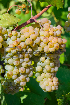 Grapes in vineyard in Balaclava.