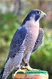 Peregrine Falcon 