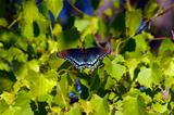 Arkansas Butterfly