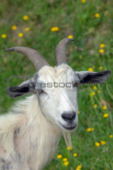 Billy Goat with Horns