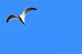 Blue Skies and Seagull