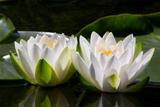 Two Water Lilly Flowers