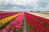 pink, red and orange tulip field