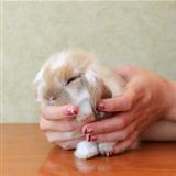 cute lop eared baby rabbit