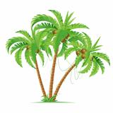 Three coconut palms