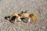 yellow crab
