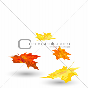 Autumn maple leaves