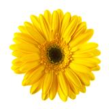 Yellow daisy flower isolated 