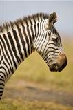 zebra in profile