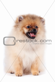 Puppy of a spitz-dog