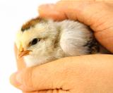 Little chick protected by hands