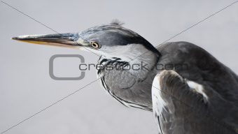 Grey heron on white background