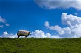 sheep on horizon