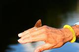 Butterfly on a hand of elderly man