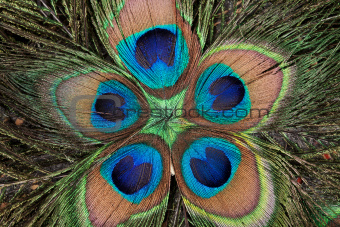 peacock's feathers