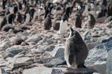 Adelie penguine taking sunbathe in Antarctica
