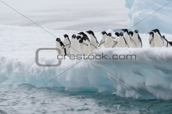 Adelie penguins colony going to jump in the water from iceberg, 