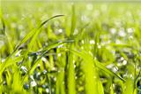green grass close up with water drops