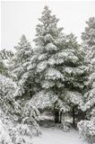 Pine forest under snow