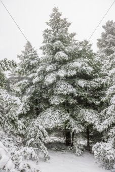 Pine forest under snow