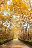 Pathway in autumn Vertical