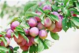 Fruits of plum tree