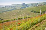 Tuscany vineyard