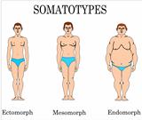 Somatotypes