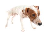 wounded jack russel terrier