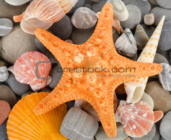 Sea shells and stone
