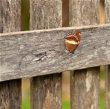 Autumn day australian butterfly on old wood fence background