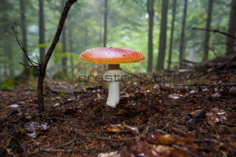 Open Red Mushroom