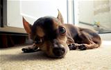 Toy terrier lying on the carpet