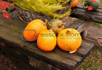Ripe pumpkins on wooden bench