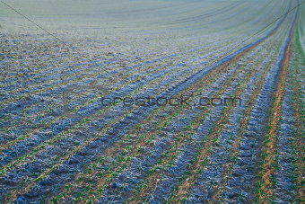 Autumn field with silver frost