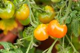 Tomatoes ripening in the garden