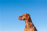 Staring Vizsla dog with blue sky