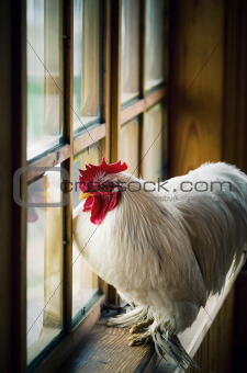 Farm rooster